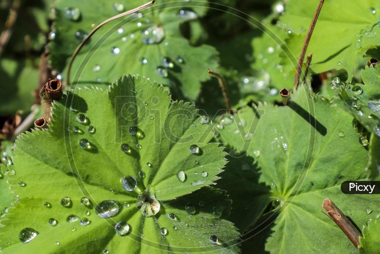 Fresh rain drops in close up view on green plants leaves and grass