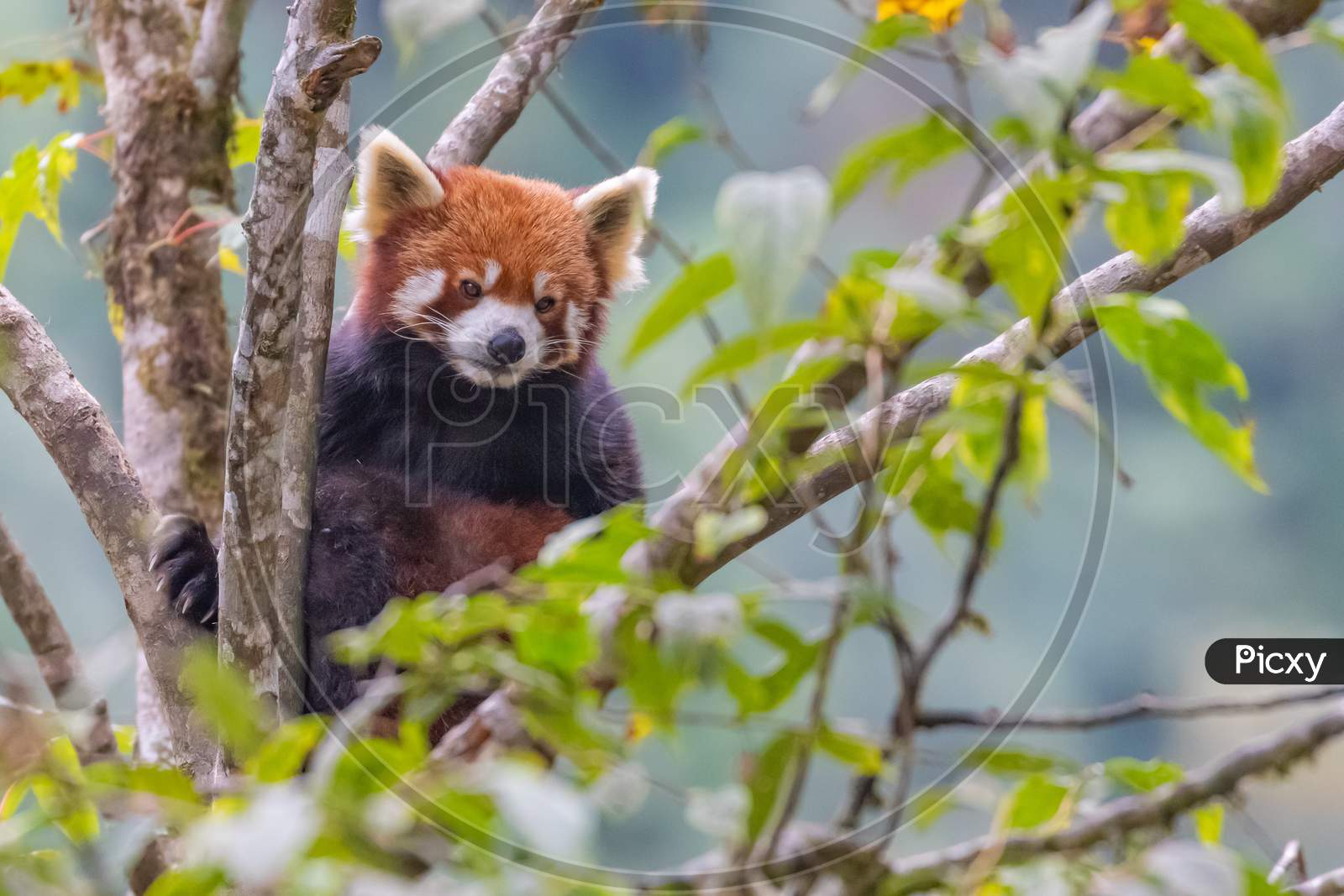 A red panda sitting on a tree