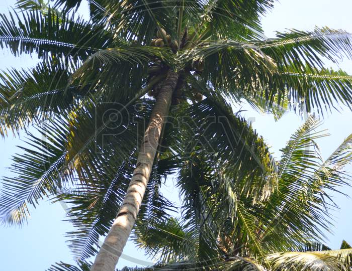Coconut Tree With Lots Of Green Leaves And Coconut