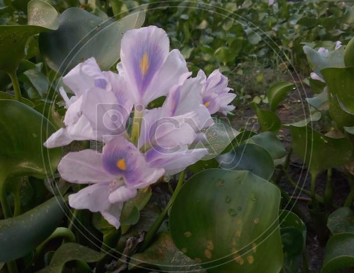 Beautiful flowers of the lotus plant in bloom.