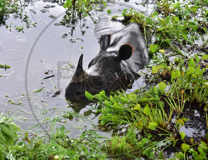 A rhino rests near National Highway 37 as the Kaziranga National Park got flooded in Nagaon, Assam on July 18, 2020