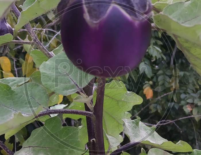 Country brinjal