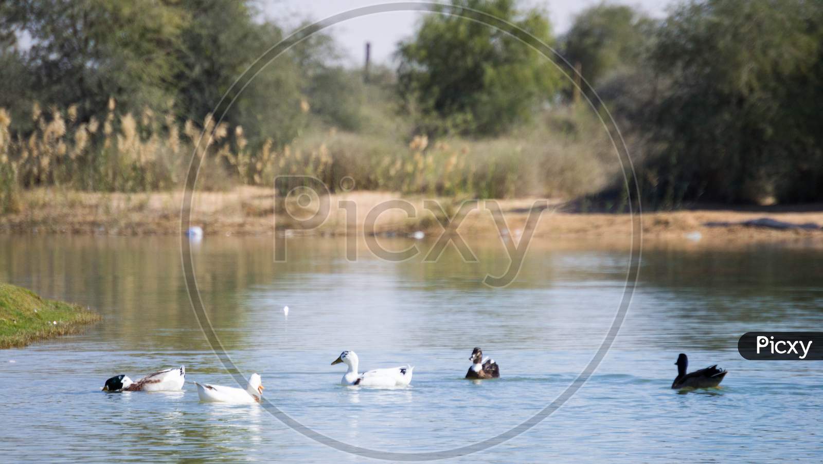 White And Gray Color Ducks Swimming In Man Made Lake, Taken From Al Quadra Lake Dubai