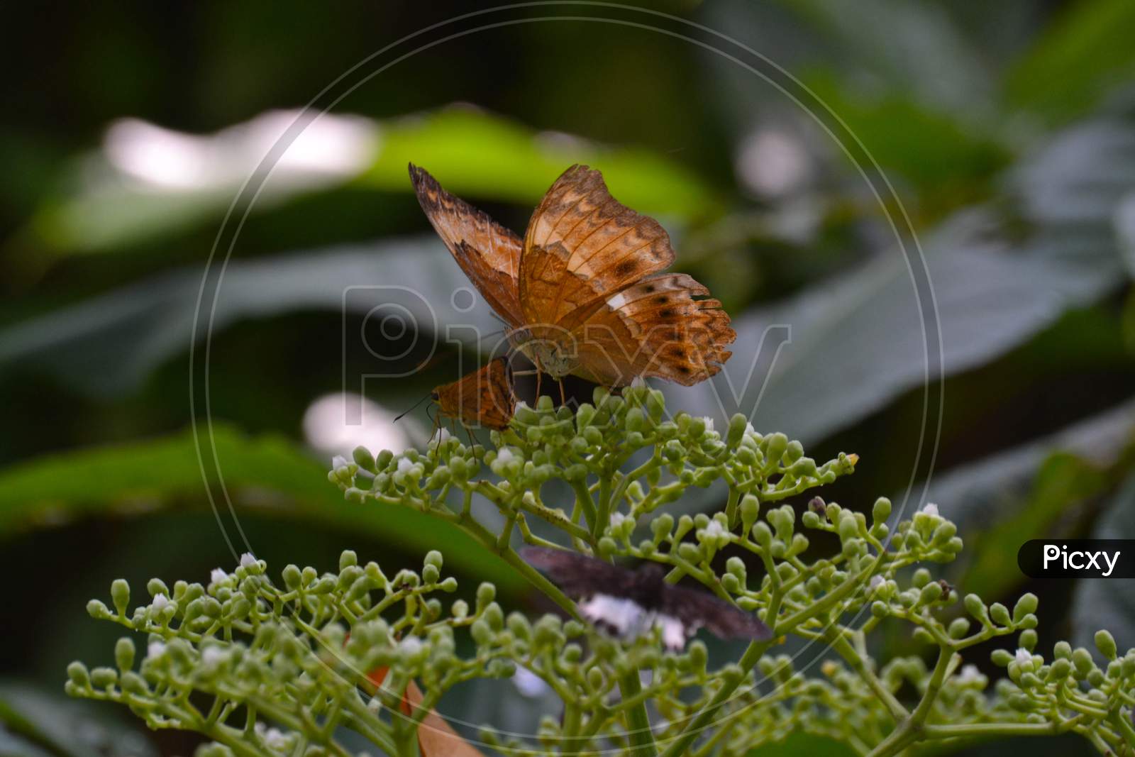 Brown Colored Butterfly Sitting On Green Plant, India, Kerala, Monsoon