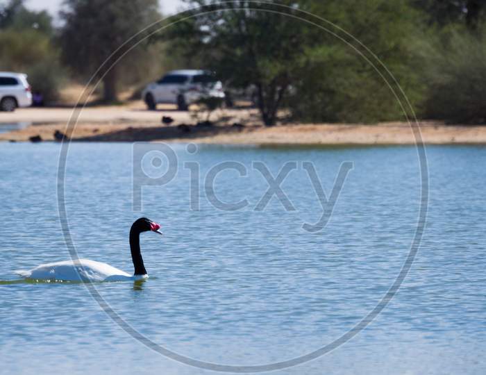 White  Color Ducks Swimming In Man Made Lake, Taken From Al Quadra Lake Dubai, Red-Wattled Lapwing