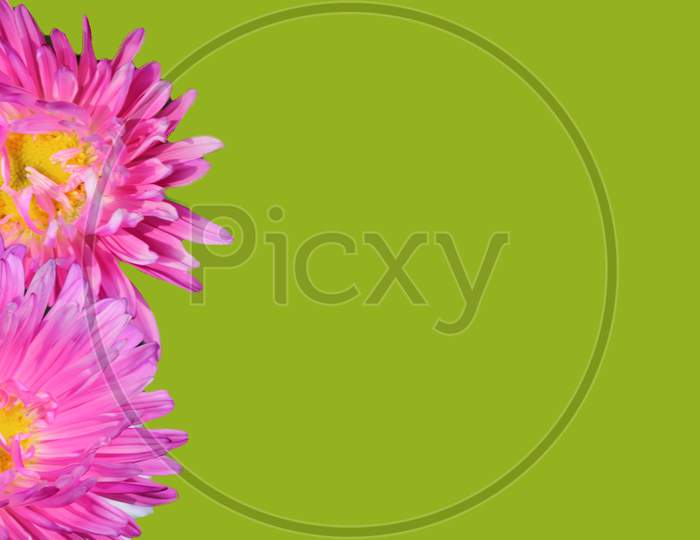 Beautiful aster flowers isolated closeup and copy space for text on colorful background. Greeting card or invitation background.