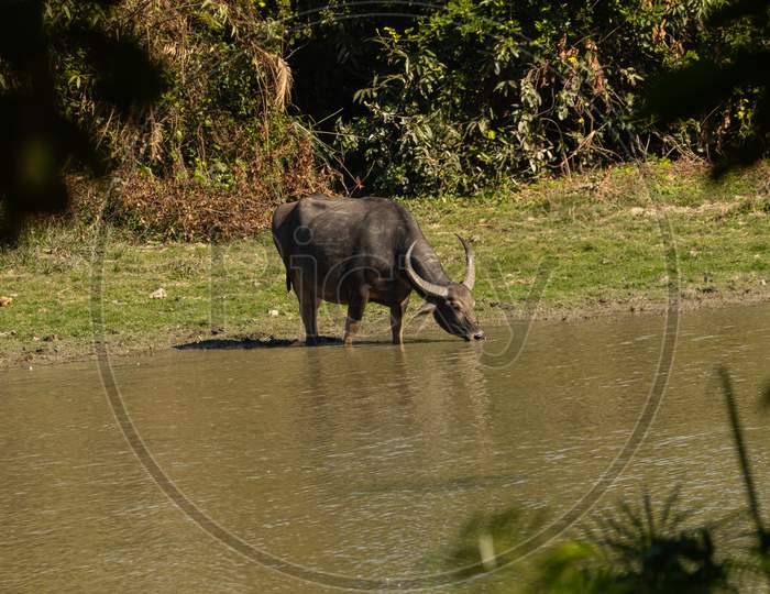 Wild water buffalo drinking water