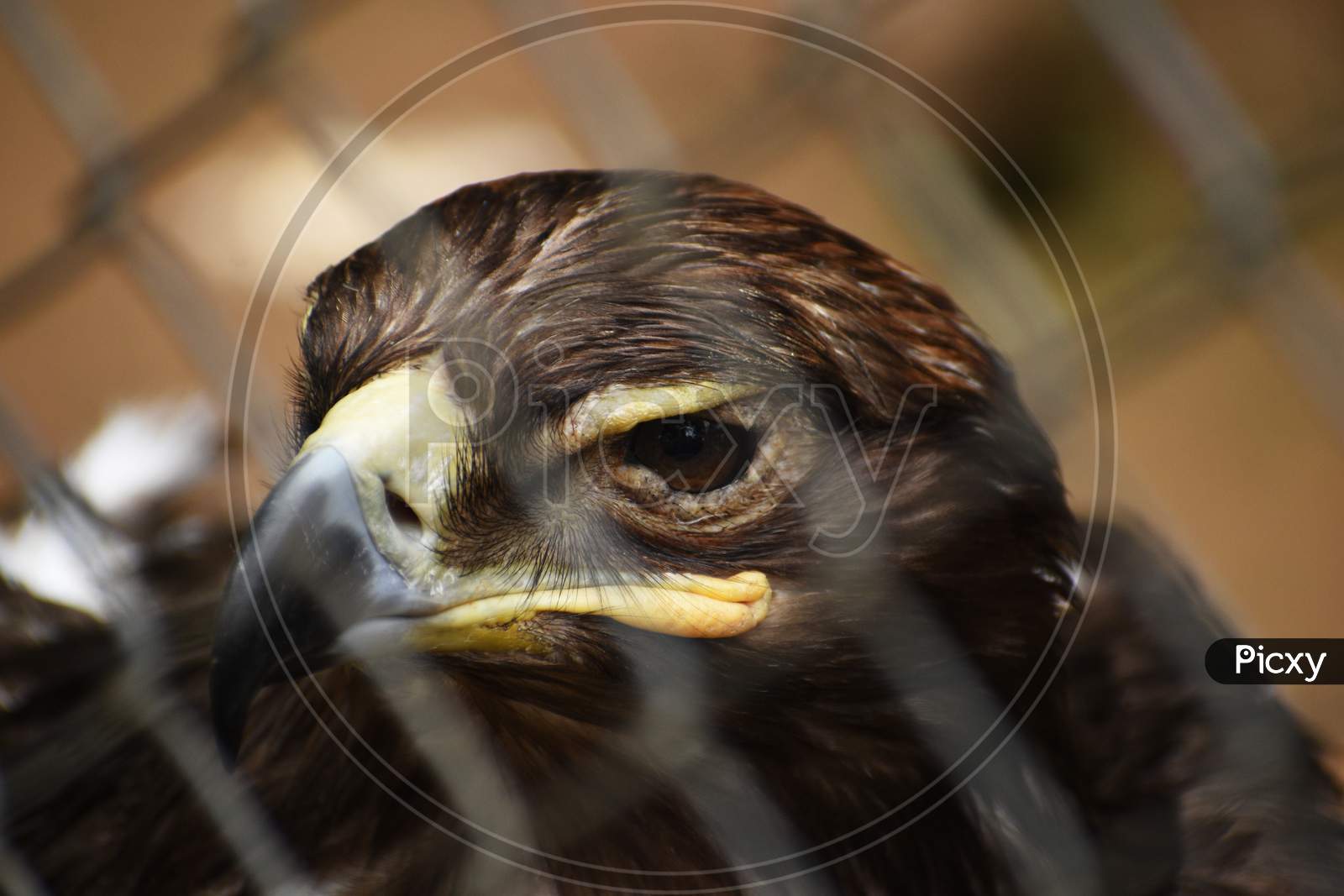 A Beautiful Golden Eagle In The Cage of A Zoo