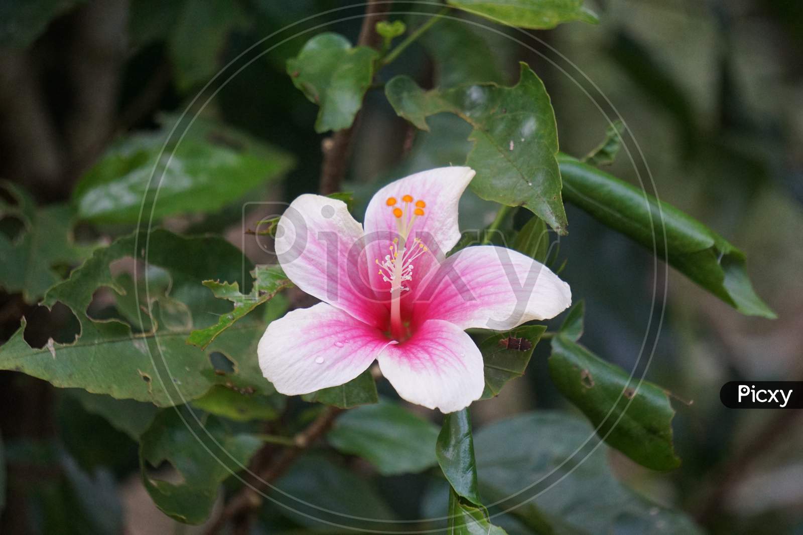 Chinese hibiscus flower