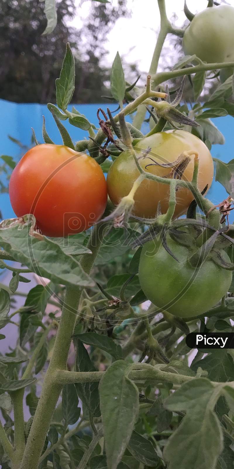 Country Tomato