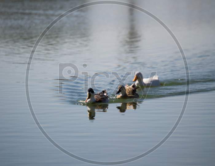 The Ducks Swimming In Man Made Lake, Taken From Al Quadra Lake Dubai