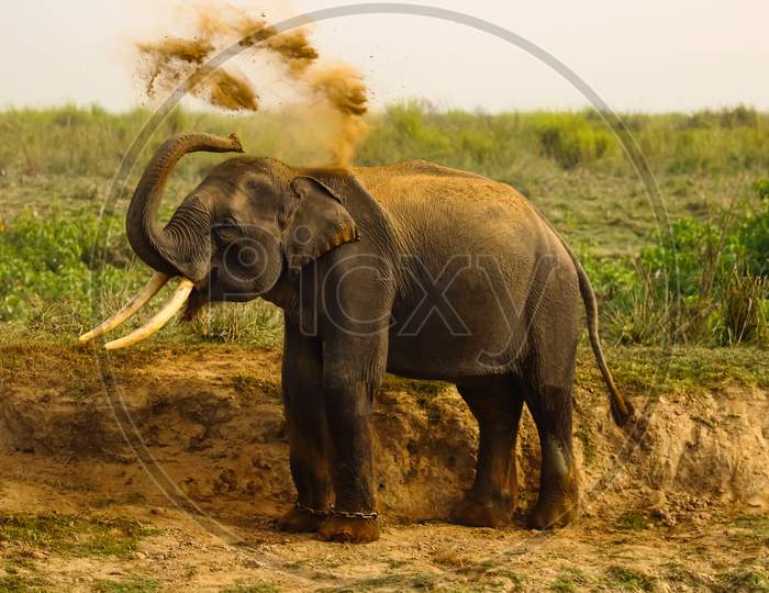 A wild Asian Elephant with tusks standing and splattering mud on its body