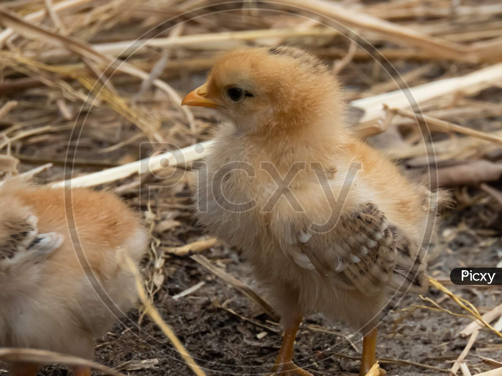 Image Of Little Chicks Walking Around For Food.