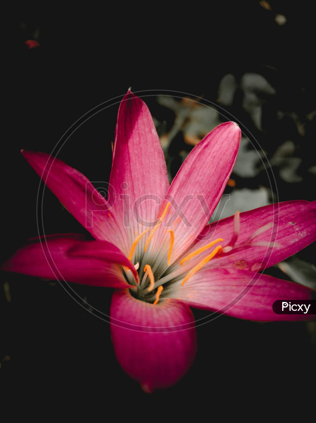 Pink water lily Flower