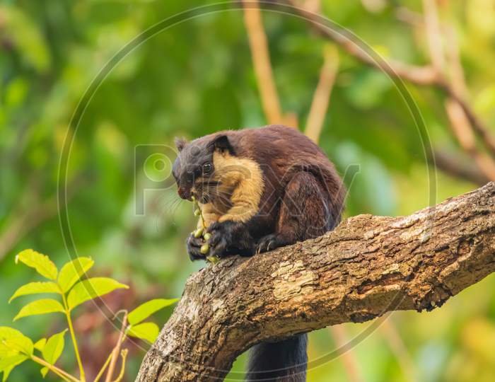 An Indian giant squirrel siting on a tree