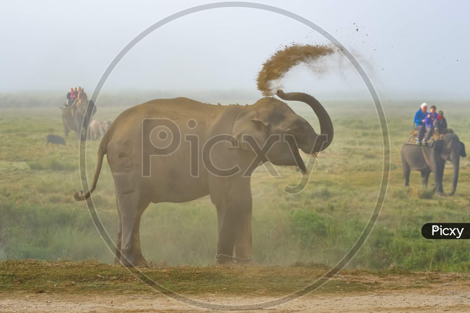 a wild Asian Elephant with tusks standing at the edge of a jungle at a National park and splattering mud on its body