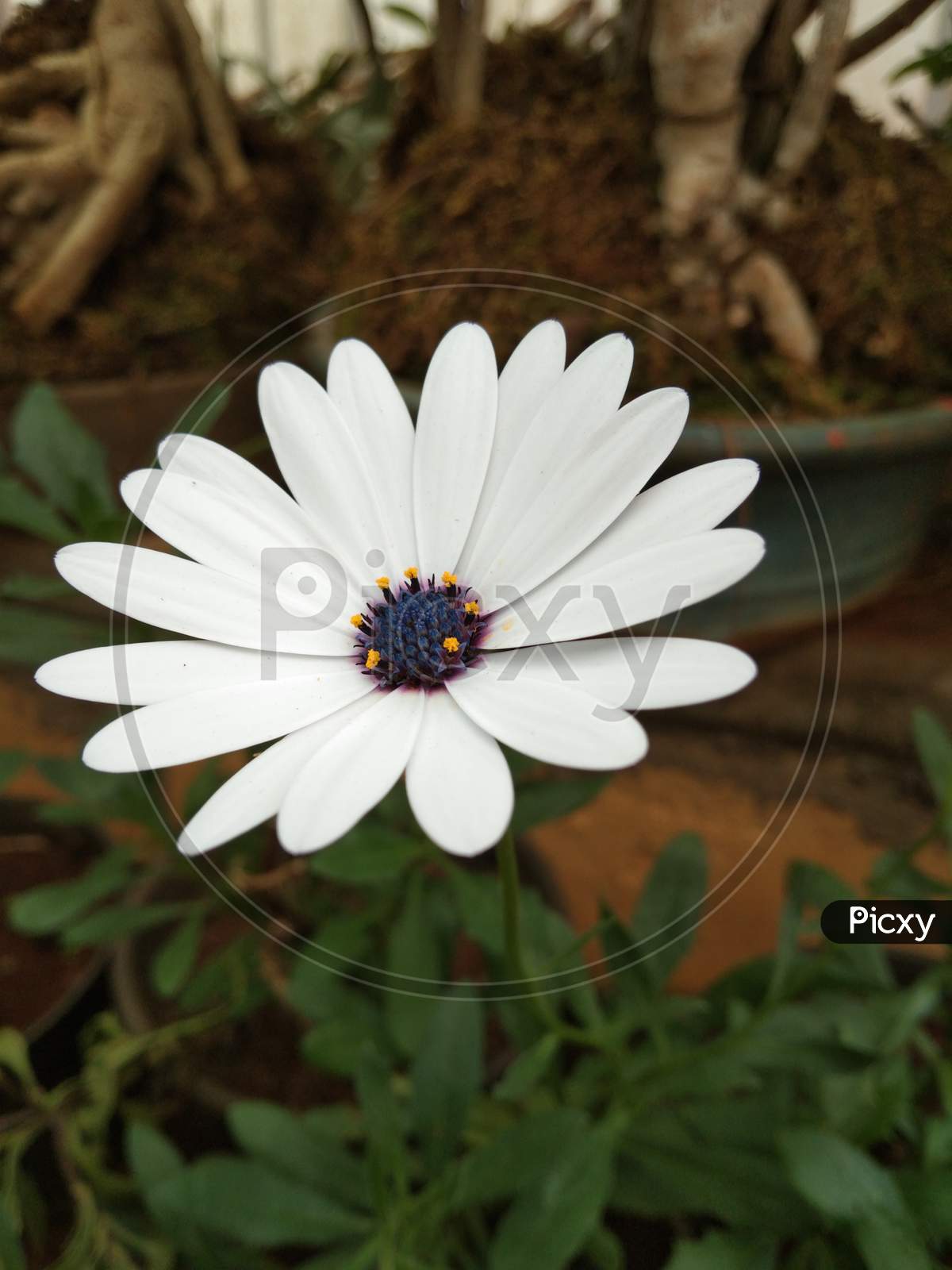 White petteled Daisy flower