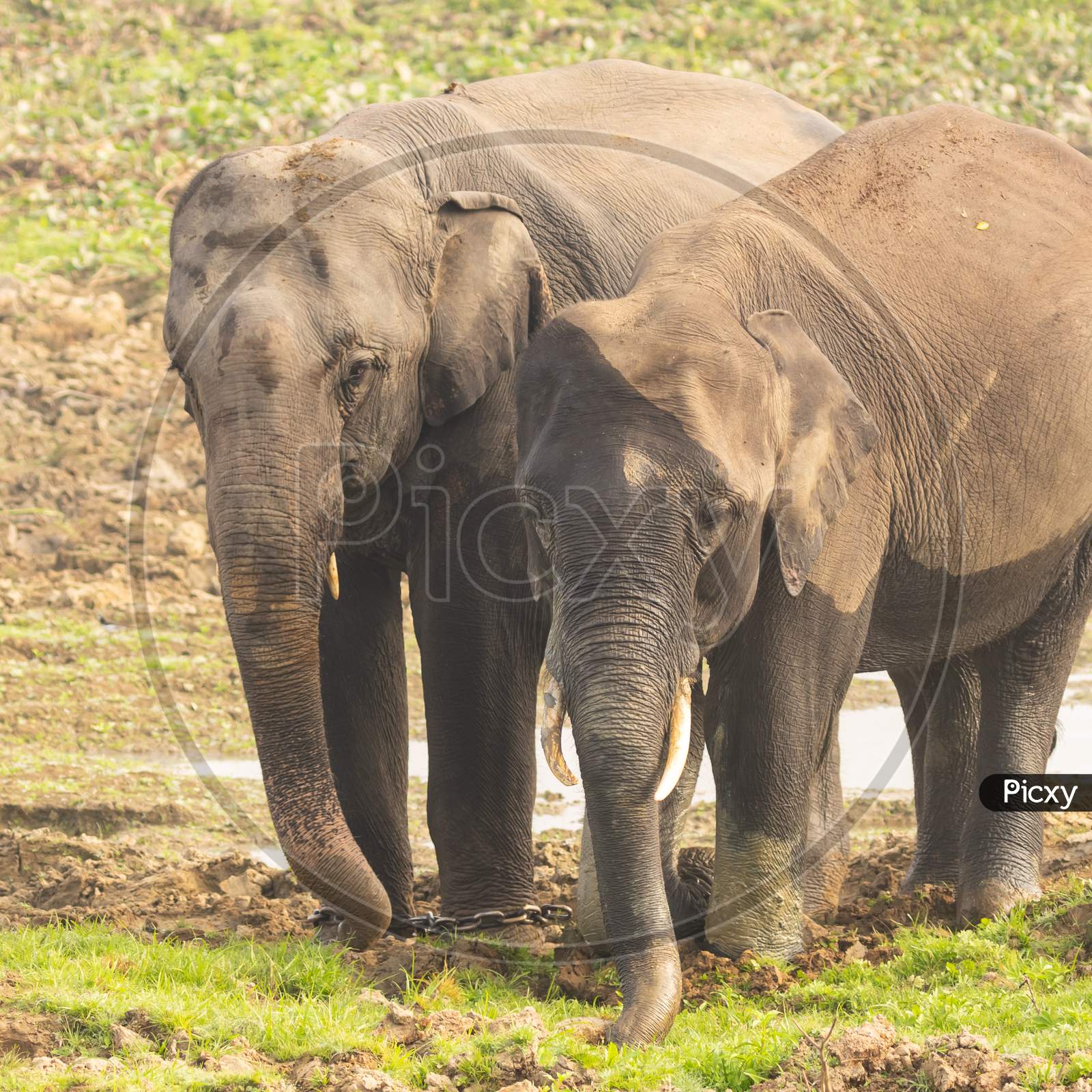 Two baby elephants with small tusks
