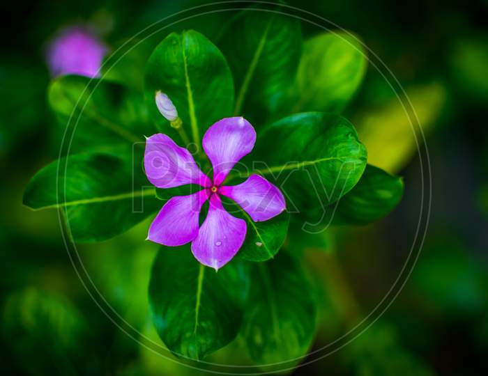 pink periwinkle with green background