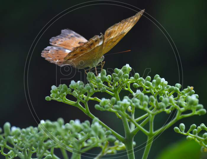 Brown Colored Butterfly Sitting On Green Plant