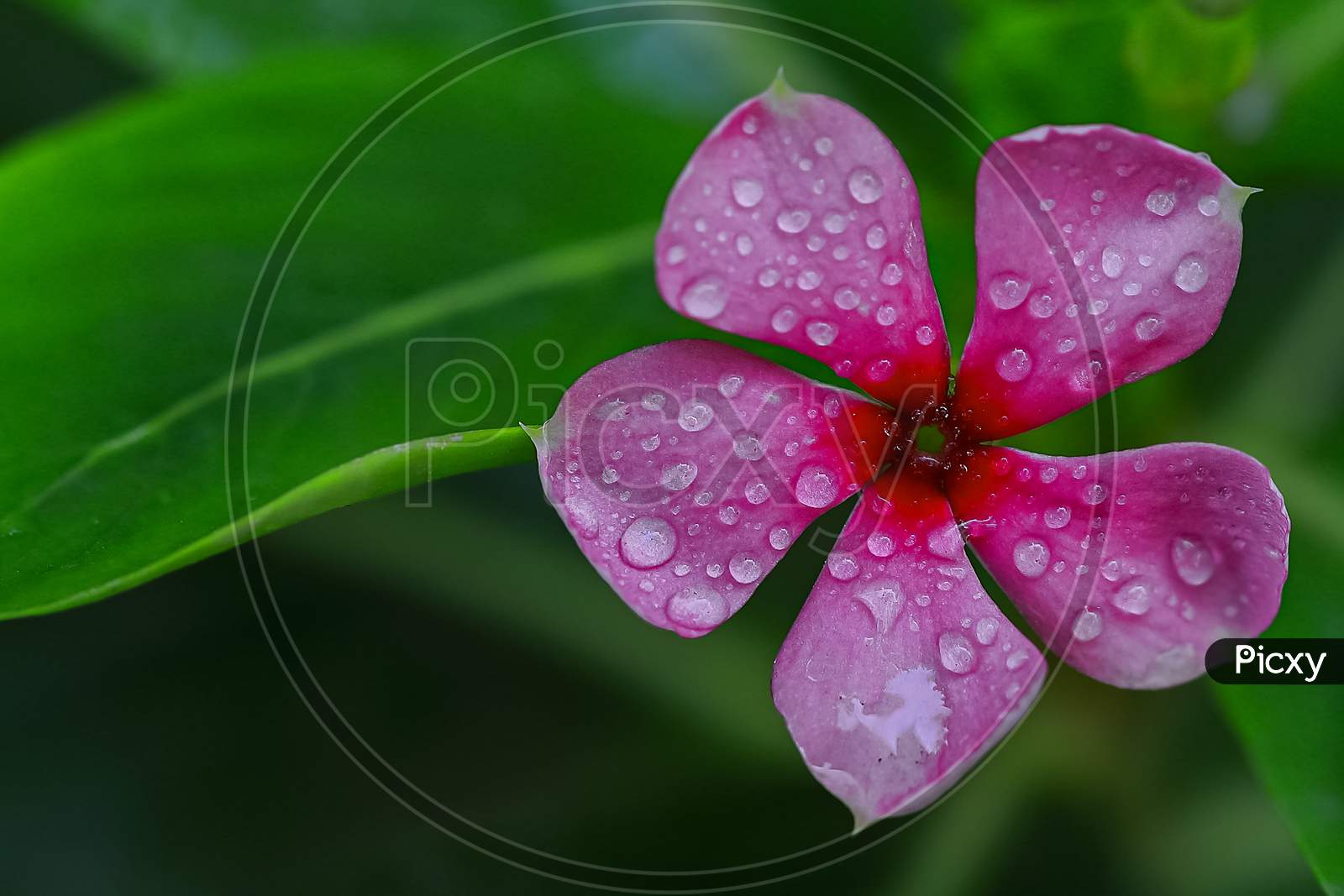 A pink periwinkle flower with water droplets on it