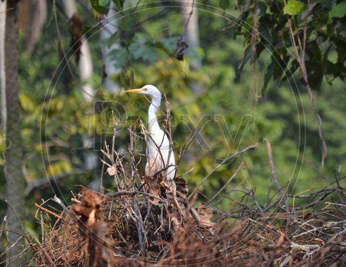The White Heron Standing On The Tree Branch In India Kerala
