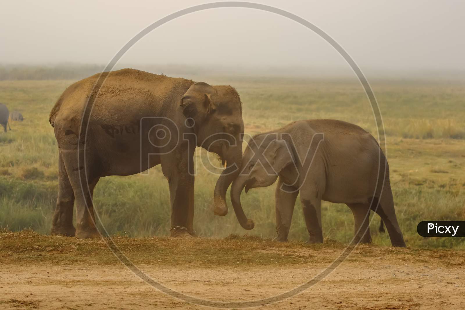 Two elephants with tusks playing together