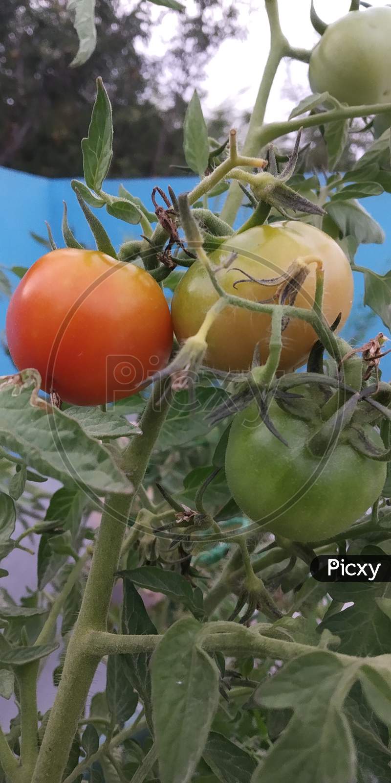 Country Tomato  Ripen