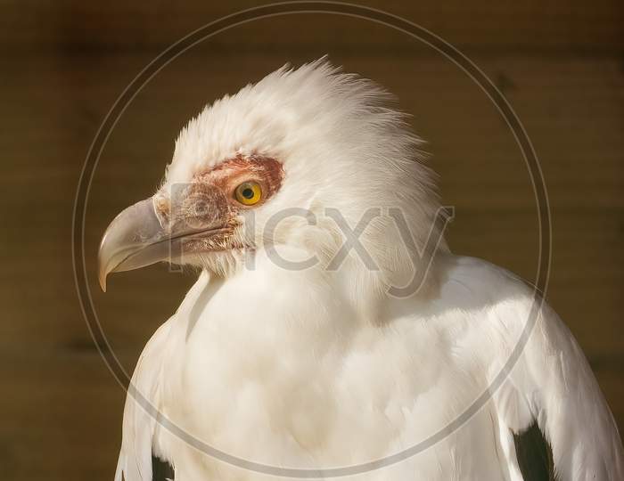 Palm Nut Vulture, Gypohierax Angolensis, against blurred background