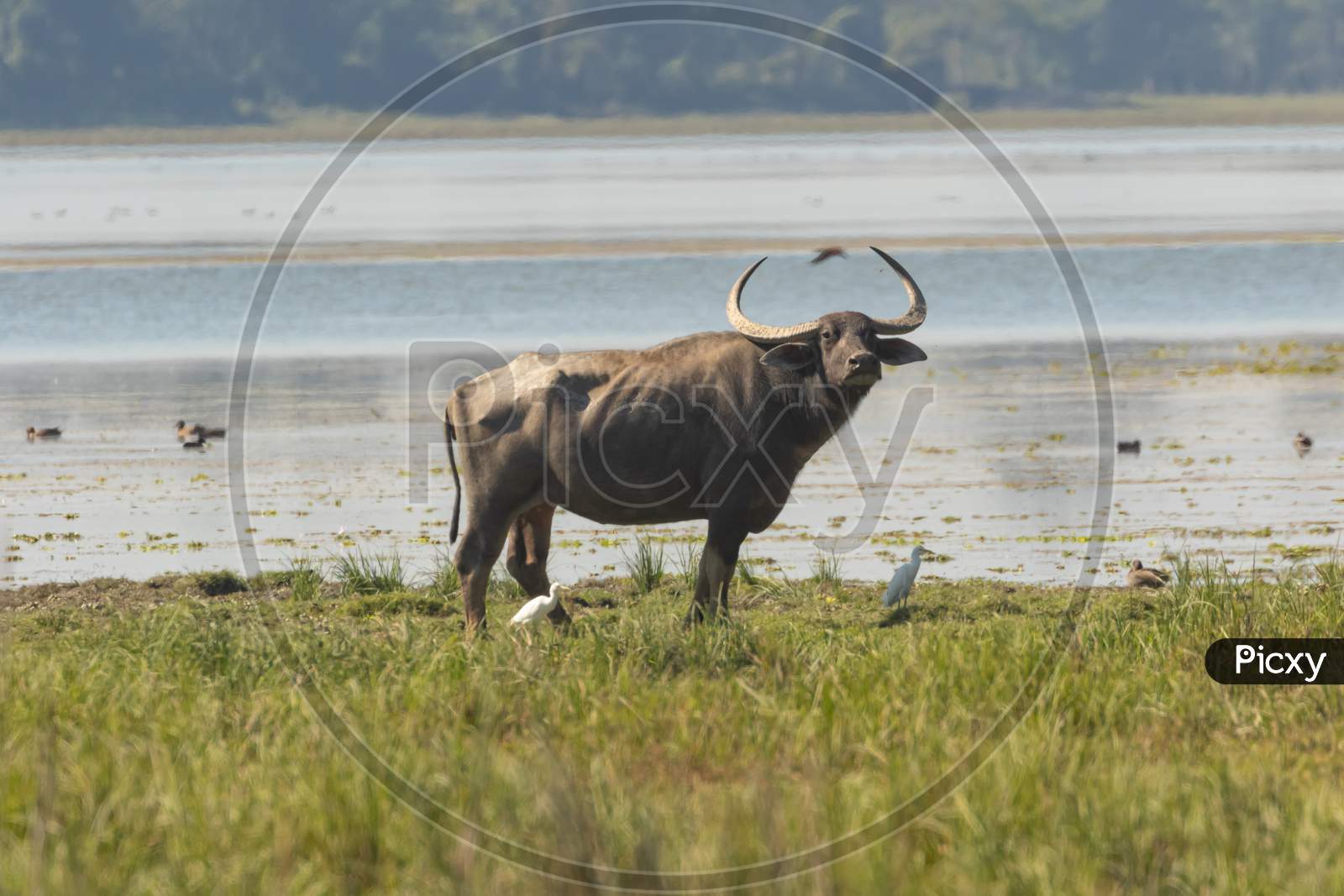 A wild water buffalo standing