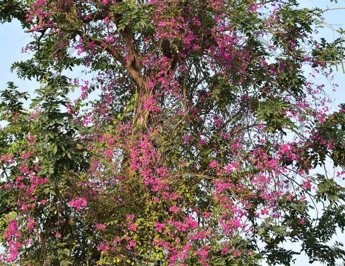 A tree with pink leafy flowers