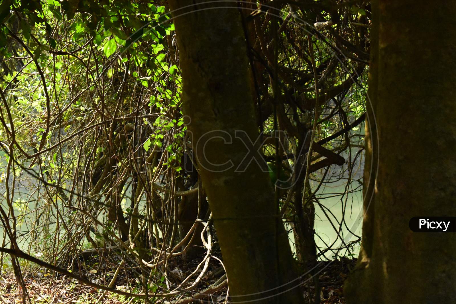 A big tree inside of Manas National Park