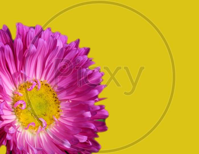 Beautiful aster flowers isolated closeup and copy space for text on colorful background. Greeting card or invitation background.