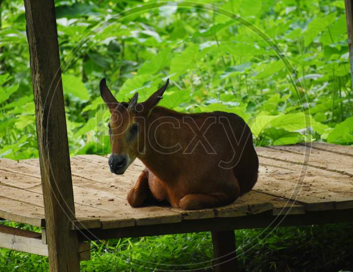 Beautiful Deer In Indian Jungle