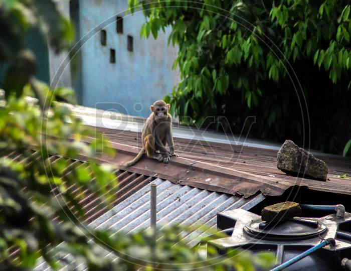 Monkey on the roof