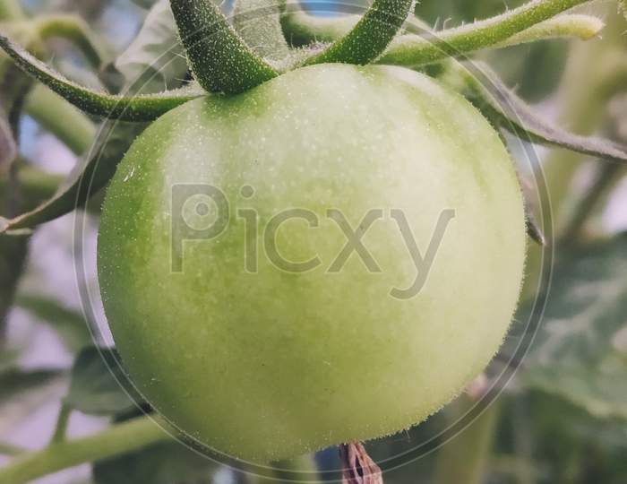 Close picture of the country tomato