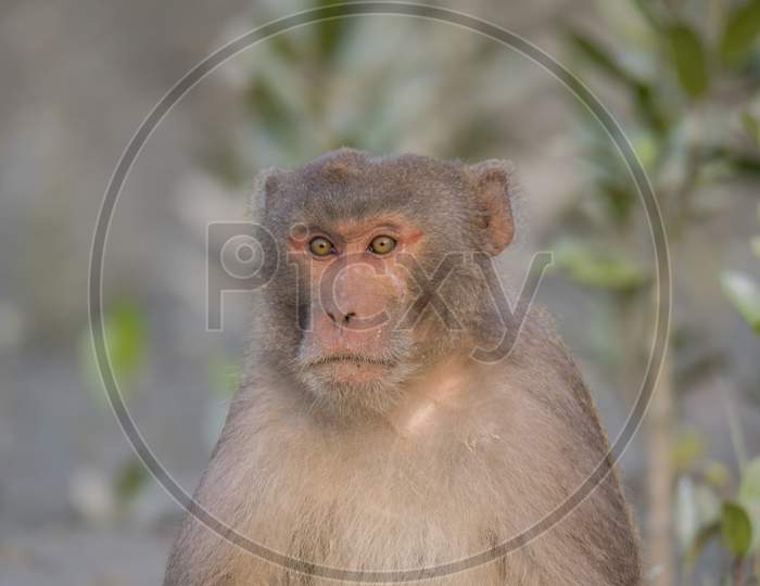 A Portrait Of A Monkey At Eye Contact Situation .