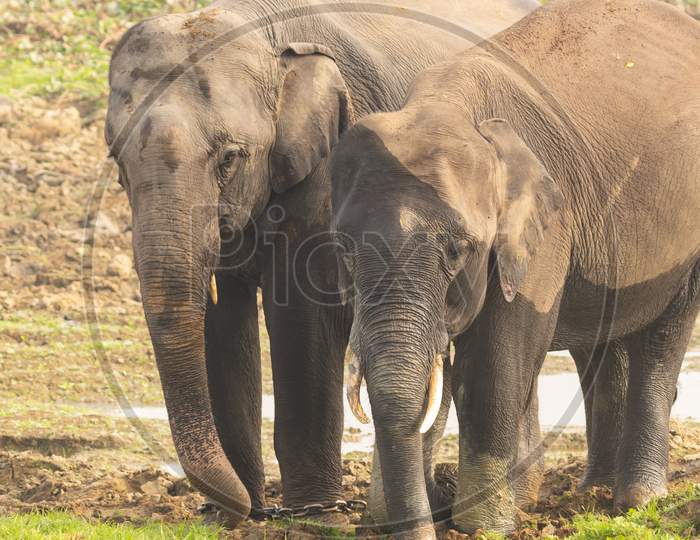 Two baby elephants with small tusks