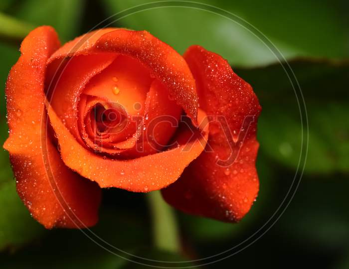 A rose flower with water droplets on it