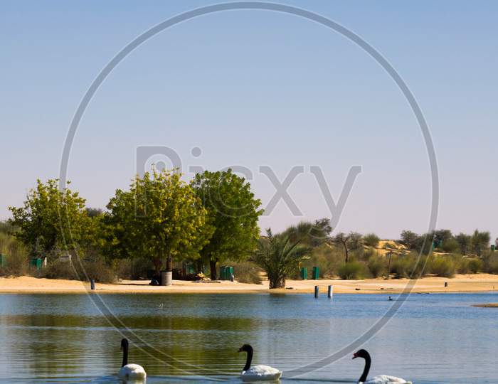 White And Gray Color Ducks Swimming In Man Made Lake, Taken From Al Quadra Lake Dubai