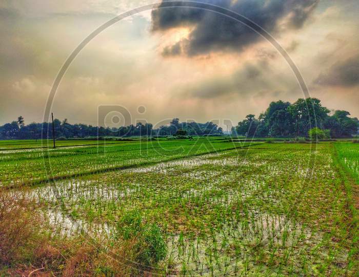 Rice farming in village of India