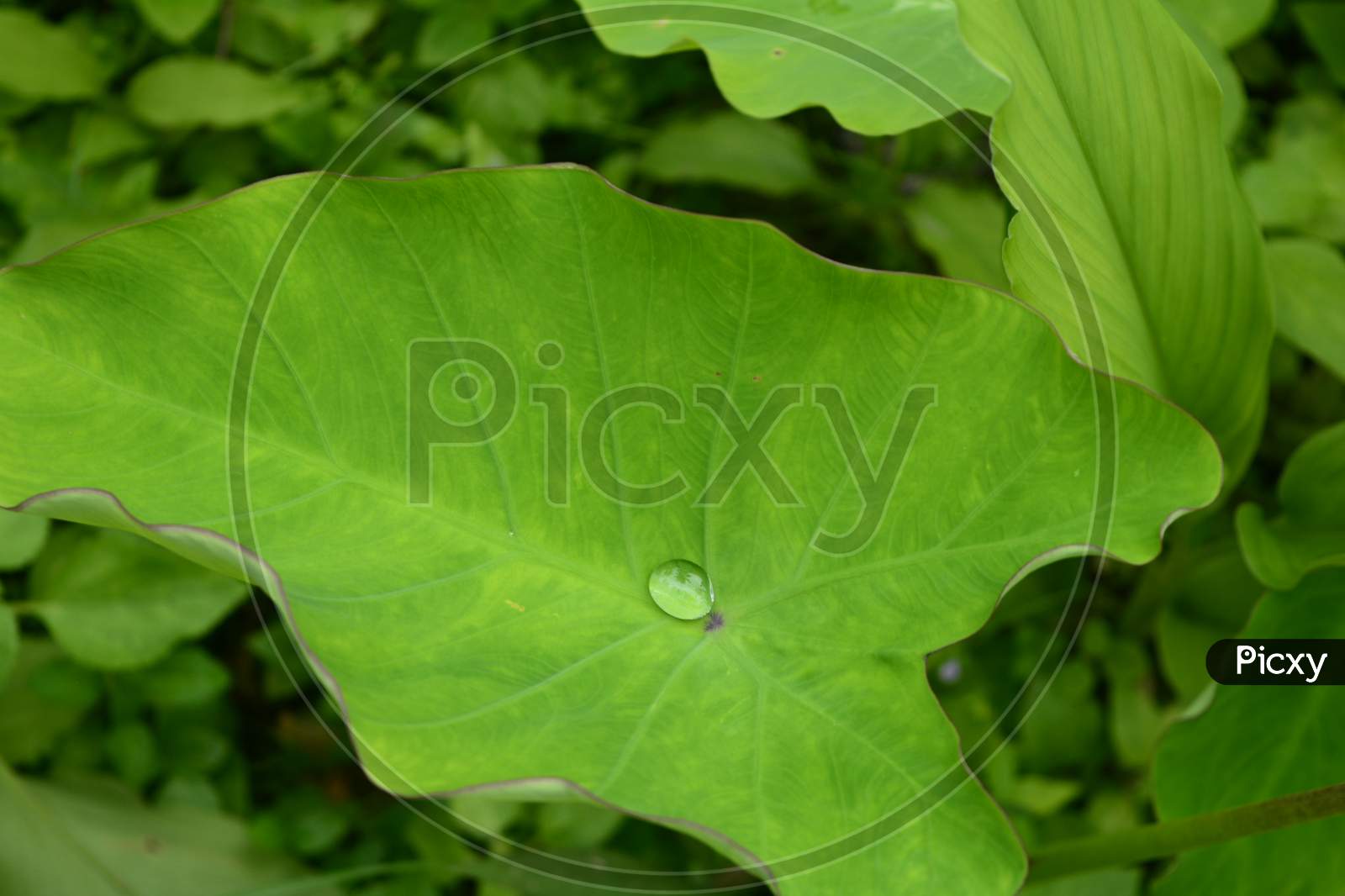 Single water droplet on a leaf