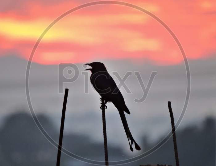 Silhouette of a black drongo