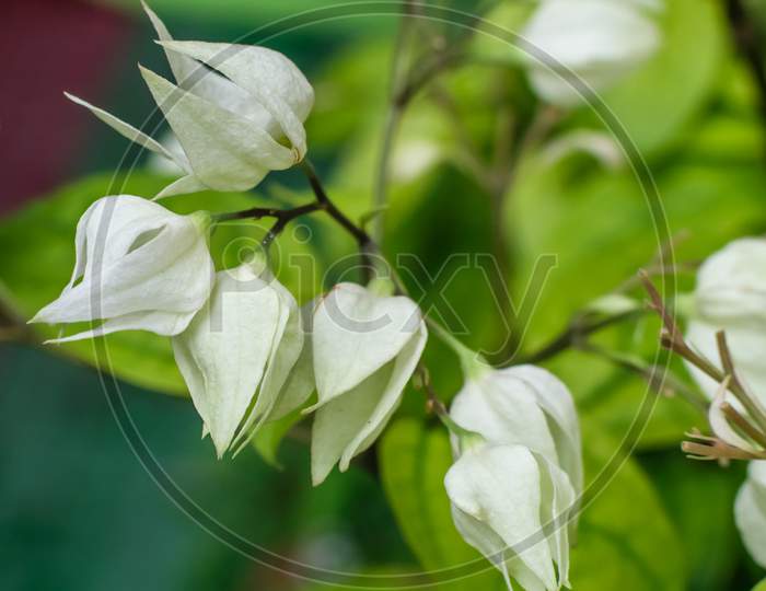 White Bleeding Heart Flowers In Selective Focusing With Green Leaves In The Background. Portrait View