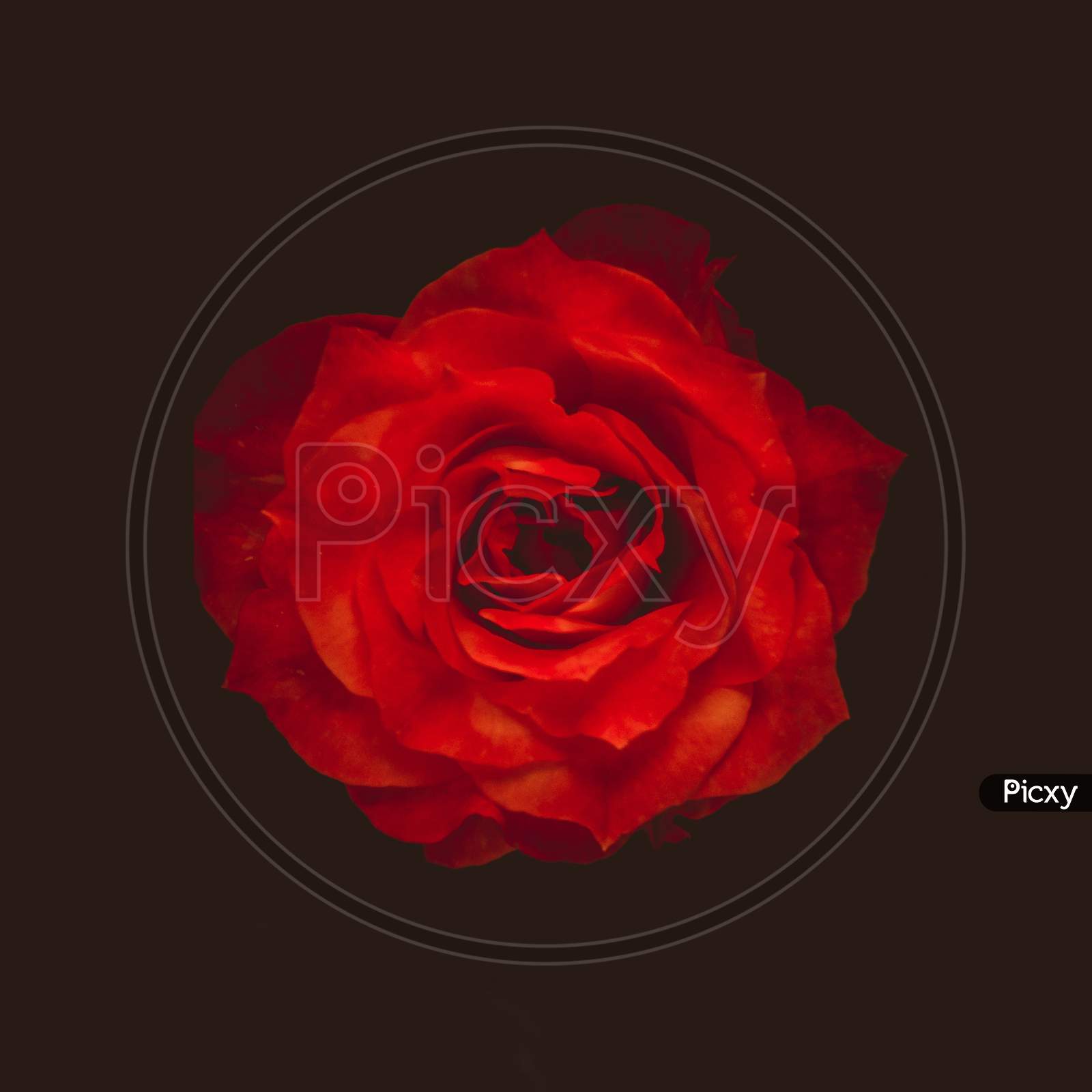 Red rose with dark Background