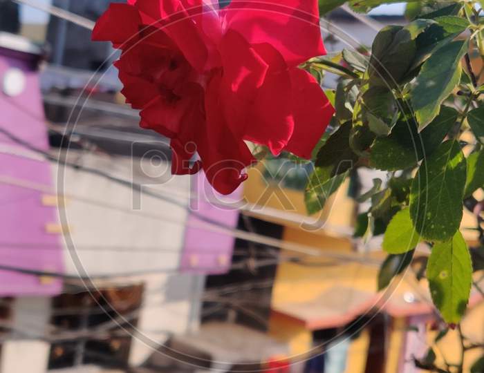 Indian Red Rose Flower Blown In Summer Morning Natural Beauty