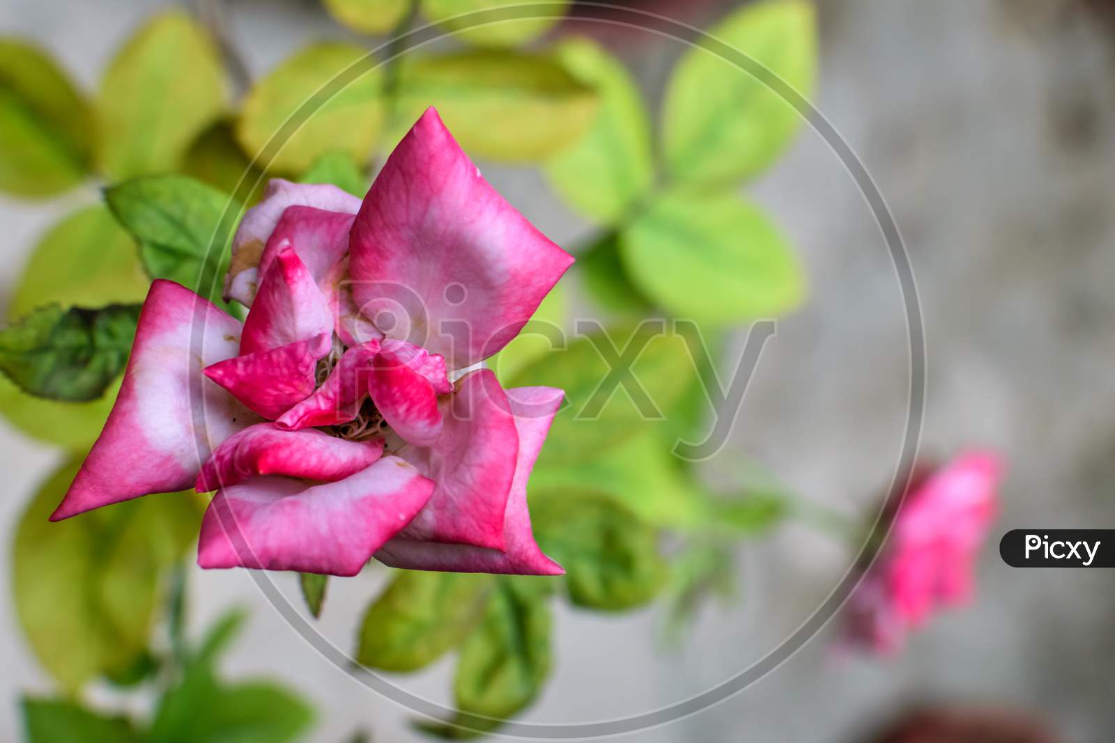 An Isolated Pink Rose In Focus With It Leaves And Another Rose In The Background
