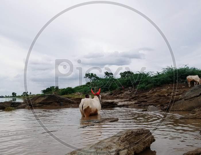 A man washed his cow in the river in India