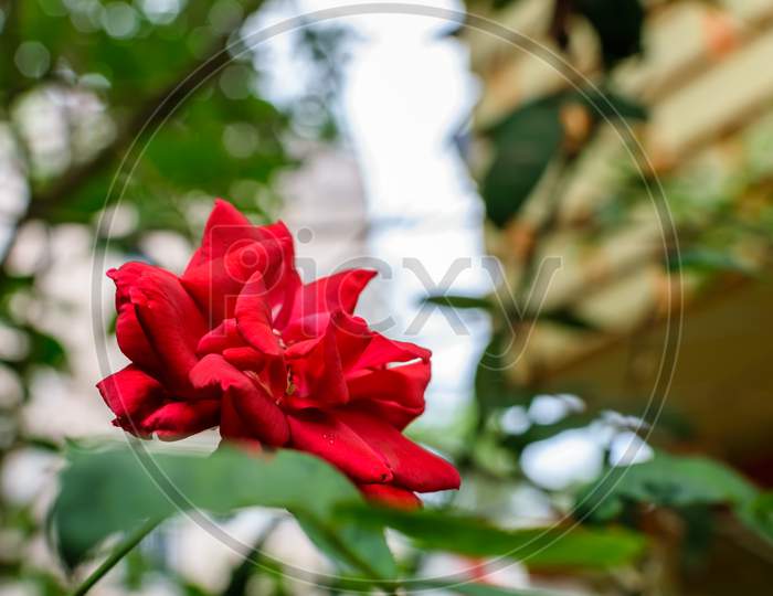 An Isolated Red Rose In Focus With Green Leaves In The Background