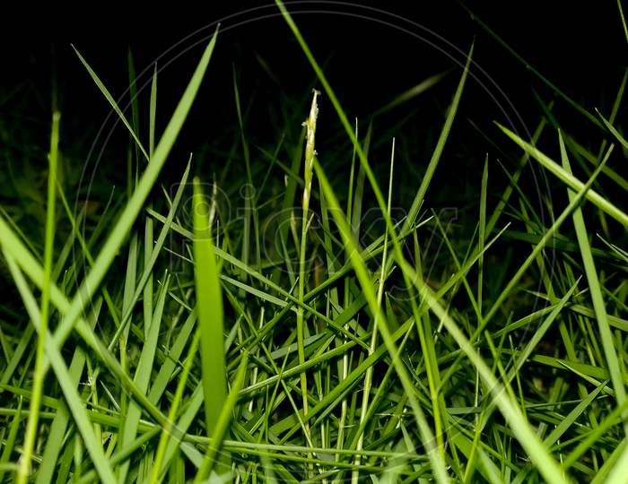 Green Grass with dark Background